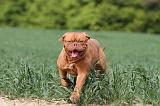 DOGUE DE BORDEAUX 023